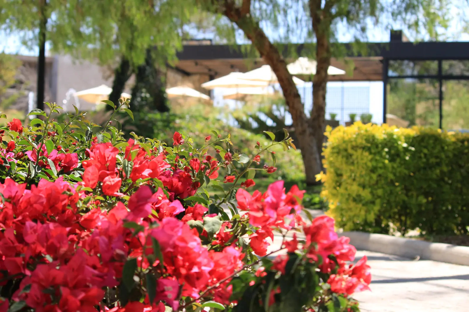 Jardines con bugambilias frente a la casa club